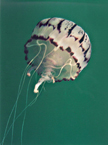 jellyfish