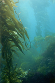 kelp